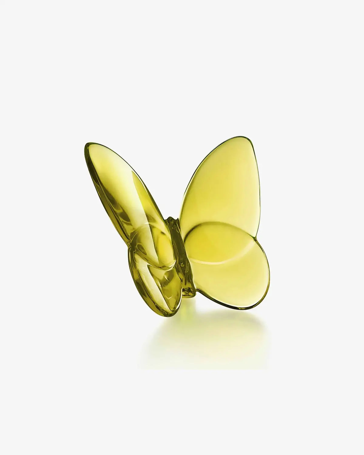 Lucky Butterfly, Amber